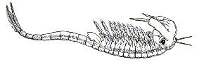 CHIROCEPHALUS DAIPHANUS or Faiiry Shrimp.  Actual size 2-3cm.